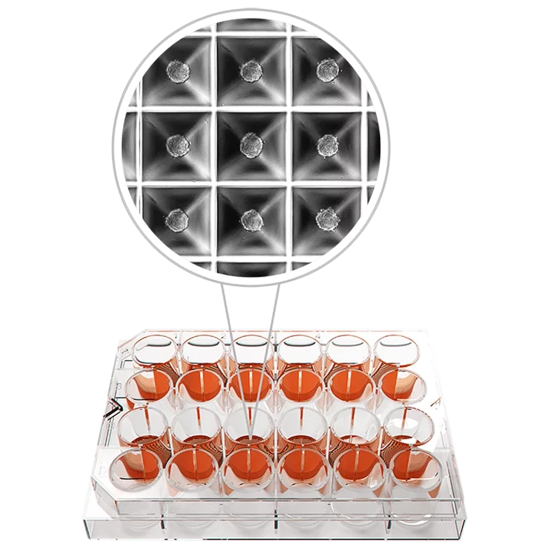 Планшеты Kugelmeiers для культивирования клеток – Sphericalplate 5D (SP5D)